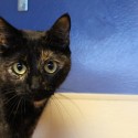 Pets of the Week 12-3-15