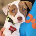 Pets of the Week 3-31-16