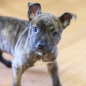 Pets of the Week 5-5-16