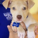 Pets of the Week 6-2-16