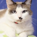 Pets of the Week 7-15-16